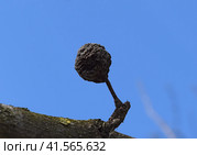 Dried rotten apple. Стоковое фото, фотограф Леонид Еремейчук / Фотобанк Лори