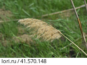 Dry panicle reed. Стоковое фото, фотограф Леонид Еремейчук / Фотобанк Лори