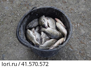 River fish in a plastic bucket. Fish catch. Carp and carp. Weed fish. Стоковое фото, фотограф Леонид Еремейчук / Фотобанк Лори