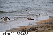 Common gulls on the beach. Seagulls looking for food. Стоковое фото, фотограф Леонид Еремейчук / Фотобанк Лори