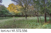 Wild Nilgai antelopes and axis spotted deer with long horns graze in the jungle in a clearing among green grass. Blue sky. The trees are illuminated by the sun. India. Ranthambore National Park. Стоковое фото, фотограф Вера Ивановна Кубарева / Фотобанк Лори