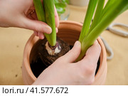 Woman working in home garden, soil for hyacinth flower. Transplanting plants into pots and replacing ground in the living room, diy hobby. Стоковое фото, фотограф Андрей Журавлев / Фотобанк Лори
