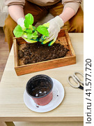 Woman working in home garden, scindapsus neon plant . Transplanting flowers into pots and replacing the soil in the living room, diy hobby. Стоковое фото, фотограф Андрей Журавлев / Фотобанк Лори
