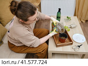 Woman working in home garden, scindapsus neon plant . Transplanting flowers into pots and replacing the soil in the living room, diy hobby. Стоковое фото, фотограф Андрей Журавлев / Фотобанк Лори