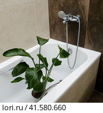 Washing plants in the home bathroom for cleaning from insects and garden pests. Treatment with water of a houseplant at home, gardening and plant treatment. Strelitzia nicolai. Стоковое фото, фотограф Андрей Журавлев / Фотобанк Лори