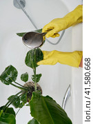Washing plants in the home bathroom for cleaning from insects and garden pests. Treatment with water from the shower of a houseplant at home, gardening and plant treatment. Strelitzia nicolai. Стоковое фото, фотограф Андрей Журавлев / Фотобанк Лори