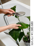 Washing plants in the home bathroom for cleaning from insects and garden pests. Treatment with water from the shower of a houseplant at home, gardening and plant treatment. Strelitzia nicolai. Стоковое фото, фотограф Андрей Журавлев / Фотобанк Лори