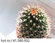 Cactus Mammillaria in the sunlight. Стоковое фото, фотограф Любовь Назарова / Фотобанк Лори