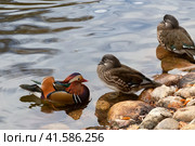Пара уток-мандаринок (Mandarin Duck) отдыхают около воды на берегу озера. Стоковое фото, фотограф Pukhov K / Фотобанк Лори