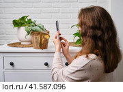 Woman hands with a mobile phone take a photo and video of a withered plant in a pot, home living room. Scindapsus pictus trebie or silver vine. Стоковое фото, фотограф Андрей Журавлев / Фотобанк Лори