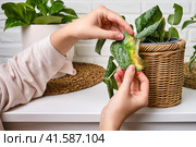 Woman gardener caring for withered plant in flower pot, home living room. Female hands with dried house plant. Scindapsus pictus trebie or silver vine. Стоковое фото, фотограф Андрей Журавлев / Фотобанк Лори