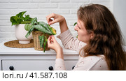 Woman gardener caring for withered plant in flower pot, home living room. Female hands with dried house plant. Scindapsus pictus trebie or silver vine. Стоковое фото, фотограф Андрей Журавлев / Фотобанк Лори