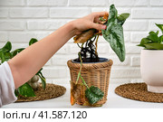 Woman gardener transplants a withered plant in a flower pot and change the ground, home living room. Scindapsus pictus trebie or silver vine. Стоковое фото, фотограф Андрей Журавлев / Фотобанк Лори