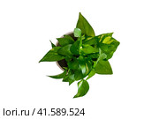 Indoor plant Epipremnum in a flower pot, top view, isolated on white background. Home plant on white table, closeup. Стоковое фото, фотограф Андрей Журавлев / Фотобанк Лори