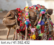 Decorated camel at the Pushkar fair - Rajasthan, India, Asia (2012 год). Стоковое фото, фотограф photoff / Фотобанк Лори