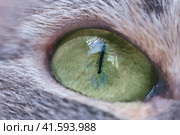 Green eye and black pupil of a gray cat close-up. Macro photography of the green and yellow eyes of a pet, frontally. Стоковое фото, фотограф Андрей Журавлев / Фотобанк Лори