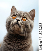 The grey kitten of the British breed looks up curiously and shows an emotion of great surprise and interest. Generated by AI. Стоковое AI-изображение, AI-художник Ярославский Максим / Фотобанк Лори