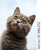 The grey kitten of the British breed looks up curiously and shows an emotion of great surprise and interest. Generated by AI. Стоковое AI-изображение, AI-художник Ярославский Максим / Фотобанк Лори