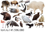 north american animals set isolated. Стоковое фото, фотограф Яков Филимонов / Фотобанк Лори