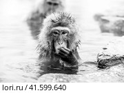 Portrait of Snow monkey (Macaca fuscata) from Jigokudani Monkey Park in Japan, Nagano Prefecture. Cute Japanese macaque sitting in a hot spring. (2010 год). Стоковое фото, фотограф VittoriaChe / Фотобанк Лори