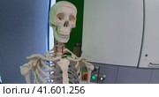 Human skeleton. Educational model of the human skeleton for the work of students in the lesson of natural science. Стоковое видео, видеограф Андрей Шалари / Фотобанк Лори