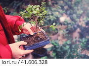 Woman hands with bonsai flower pot. Bonsai is the art of growing an exact replica of a real dwarf tree in miniature. Plant growth is regulated by a flat root system. Стоковое фото, фотограф Андрей Журавлев / Фотобанк Лори
