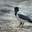 Серая ворона (Corvus cornix) на земле. Стоковое фото, фотограф Mixail59 / Фотобанк Лори