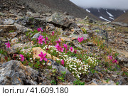 Цветы рододендрон камчатский и минуарция туподольчатая (Rhododendron camtschaticum и Minuartia obtusiloba) в горном ущелье. Летний арктический пейзаж. Дикие розовые и белые цветы. Цветущие растения тундры. Чукотка, Россия. Стоковое фото, фотограф Андрей Степанов / Фотобанк Лори