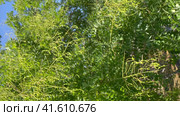 Стифнолобиум японский (Софора японская, Софора Королькова, Styphnolobium japonicum). Цветущие и плодоносящие побеги. Vertical video (2023 год). Стоковое видео, видеограф Щеголева Ольга / Фотобанк Лори