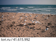 Крым, Евпатория, курорт, море, песчаный пляж, чайки, волны (2019 год). Стоковое фото, фотограф Андрей Макаренко / Фотобанк Лори