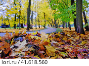 Осенняя листва у дорожке в парке. Стоковое фото, фотограф Ольга Дмитренко / Фотобанк Лори