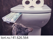 Cat sniffs money dollar near the funny toilet, close-up. The concept of shortage of toilet paper due to purchases during the crisis. Стоковое фото, фотограф Андрей Журавлев / Фотобанк Лори