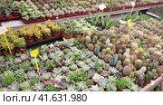 Large quantity of little brown garden pots with succulent in open-air plants market. Стоковое видео, видеограф Яков Филимонов / Фотобанк Лори