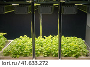 Organic hydroponic vegetable growing in hydroponics farm. Стоковое фото, фотограф Андрей Журавлев / Фотобанк Лори