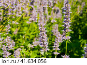 Лофант, или агастахис морщинистый (Agastache rugosa) Стоковое фото, фотограф Фотиния Куимова / Фотобанк Лори