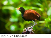 Wattled jacana on tree branch. Стоковое фото, фотограф Яков Филимонов / Фотобанк Лори