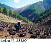 Environmental volunteers plant seedlings of spruce trees on the slopes of the mountains. Generated by AI. Стоковое AI-изображение, AI-художник Ярославский Максим / Фотобанк Лори