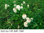 Coprinus comatus of grass, the shaggy ink cap mushroom on the meadow. Стоковое фото, фотограф Андрей Журавлев / Фотобанк Лори