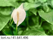 Spathiphyllum - peace lily flower on green leaf background. Стоковое фото, фотограф Андрей Журавлев / Фотобанк Лори
