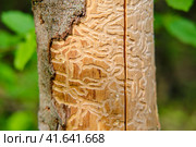 Wood worm corridors under a bark of pine tree. Imprint of the bark beetle under the bark of the tree. Стоковое фото, фотограф Андрей Журавлев / Фотобанк Лори