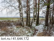 Меж берёз и сосен. Стоковое фото, фотограф Валерий Иванович Клейменов / Фотобанк Лори