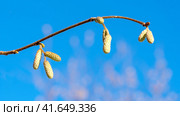 Hazel buds on a blue sky background. Стоковое фото, фотограф Igor Skripachev / Фотобанк Лори