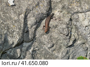 A quick or ordinary lizard without a tail basks under the rays of the summer sun. Quick lizard, or an ordinary lizard (lat. Lacerta agilis) is a species of lizard from the family of true lizards. Стоковое фото, фотограф Андрей Жигальцов / Фотобанк Лори