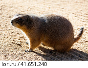 Black tailed prairie dog eating grass. Стоковое фото, фотограф Яков Филимонов / Фотобанк Лори