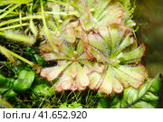 Drosera aliciae, the Alice sundew, is a carnivorous plant in the family Droseraceae. It is native to the Cape Provinces of South Africa. Стоковое фото, фотограф Андрей Журавлев / Фотобанк Лори
