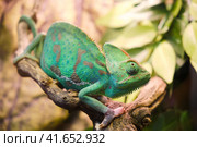 Yemeni chameleon, or helmet-bearing (Chamaeleo calyptratus) - a species of lizards from the chameleon family. One of the largest representatives of his family. Body length is 60 cm. Стоковое фото, фотограф Андрей Журавлев / Фотобанк Лори
