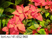 The poinsettia (Euphorbia pulcherrima) is a commercially important plant species of the diverse spurge family (Euphorbiaceae). Стоковое фото, фотограф Андрей Журавлев / Фотобанк Лори