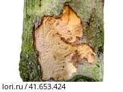 The bark of a tree eaten by a beetle against of a green forest, isolated on a white background. Стоковое фото, фотограф Андрей Журавлев / Фотобанк Лори