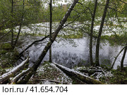 Volchya river coastal landscape with fallen trees and first snow on a cloudy autumn day (2023 год). Стоковое фото, фотограф EugeneSergeev / Фотобанк Лори