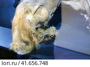 Front foot mummy of a young mammoth Yuka, a female of the species woolly mammoth fossil (Mammuthus primigenius). Found in Yakutia - Days of the Far East, Moscow, Russia, 12 13 2019. Редакционное фото, фотограф Андрей Журавлев / Фотобанк Лори